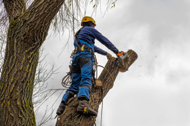 Best Tree Removal Near Me  in Plentywood, MT